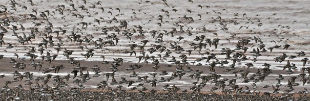These little guys amaze me.  Flocks arrive late July by the thousands, eat mud shrimp, fly to South America.  Truly Wild.