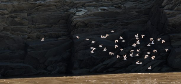 A small flip of sandpipers.